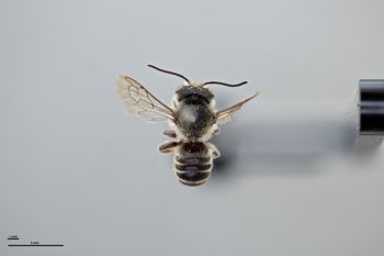 Media type: image;   Entomology 626872 Aspect: habitus dorsal view